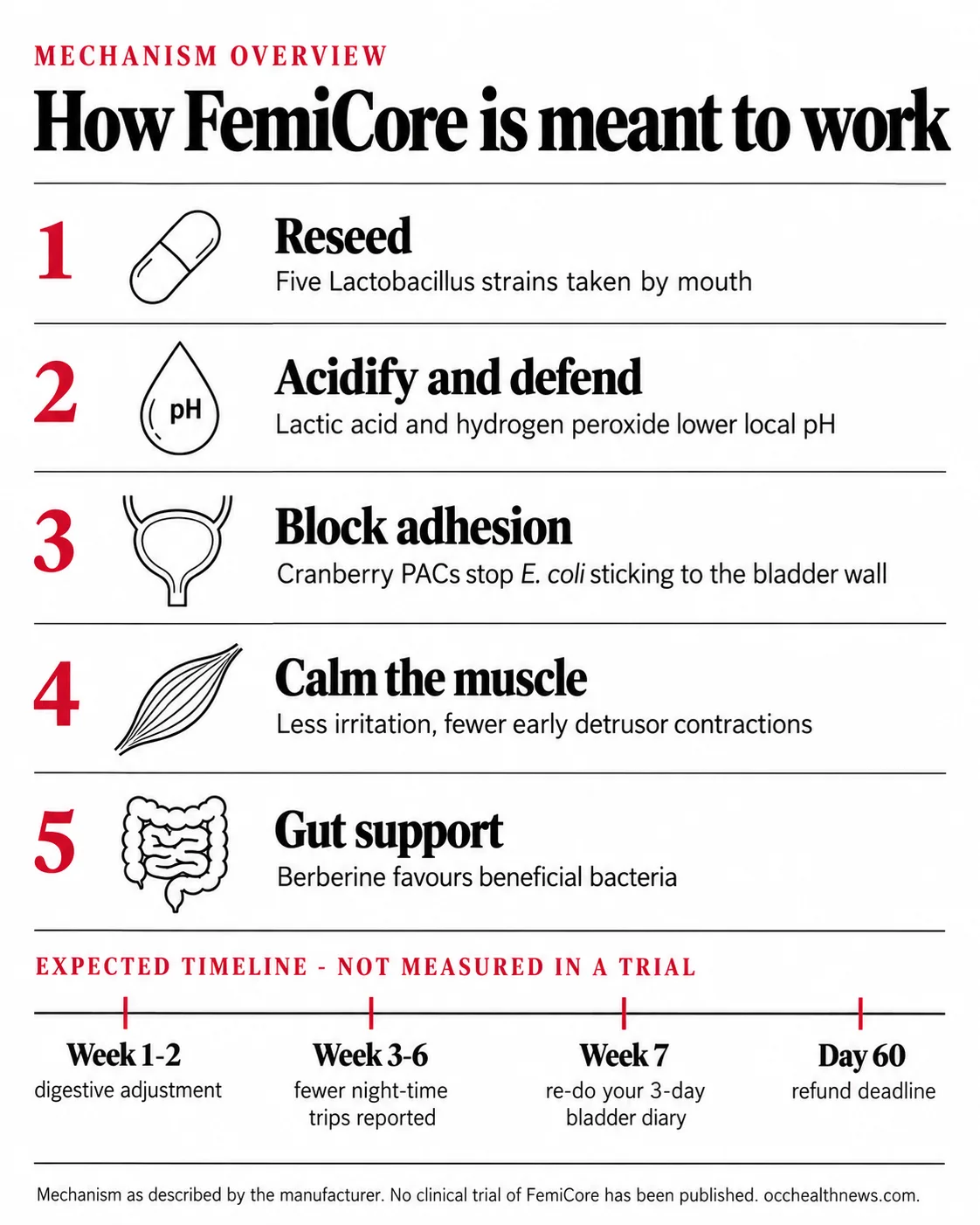 How FemiCore works infographic: five-step mechanism from oral probiotics to a calmer bladder, with an expected week-by-week timeline
